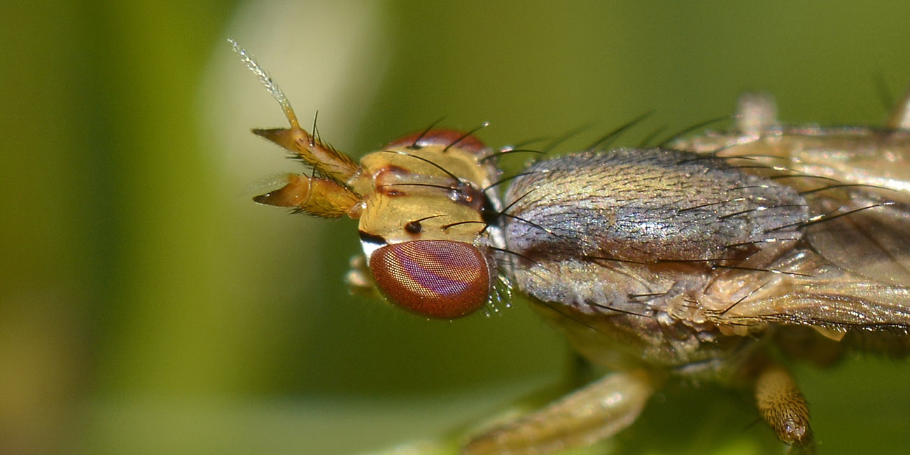 Sciomyzidae  ...ma quale?